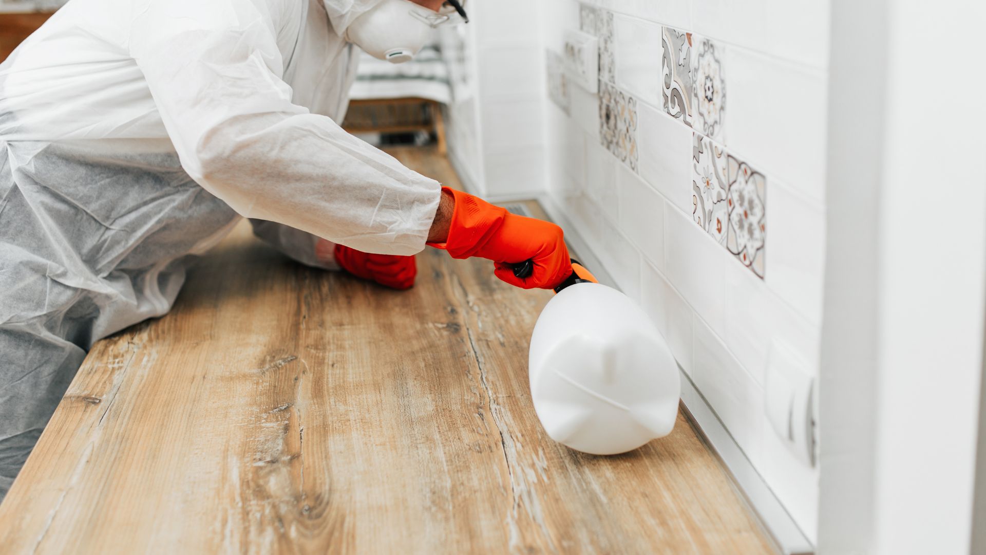 Kammerjäger Hansemann - Schädlingsbekämpfung Aachen (3)