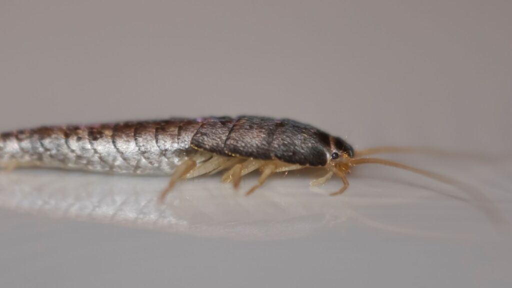 Silberfische im Bad - Kammerjäger Hansemann - Aachen - Schädlingsbekämpfung - Notdienst