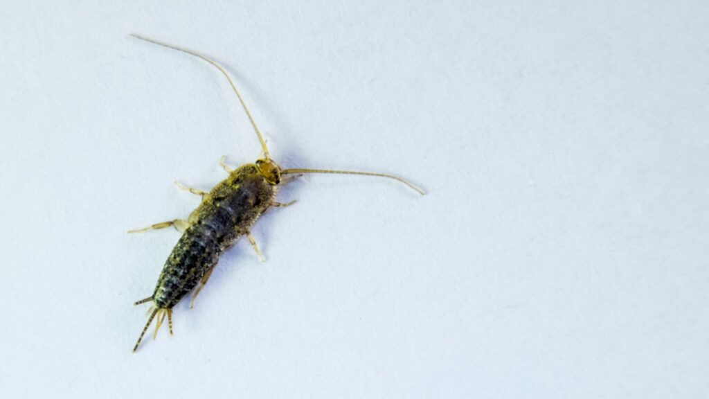 Silberfische im Bad - Kammerjäger Hansemann - Aachen - Schädlingsbekämpfung - Notdienst