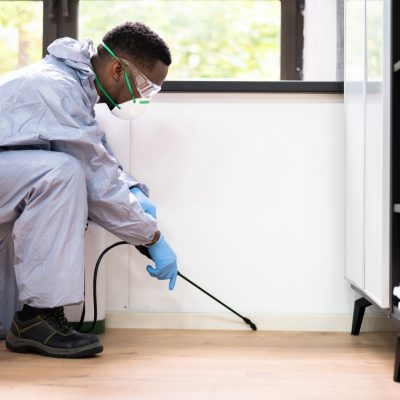 Kammerjäger Hansemann - Schädlingsbekämpfung Aachen (3)