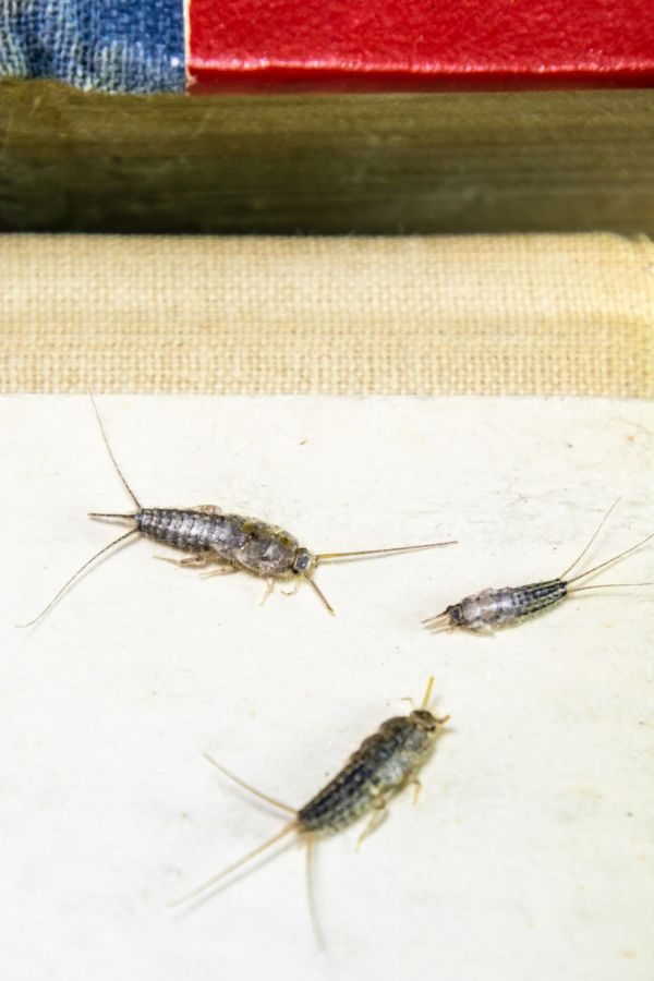Silberfische im Bad - Kammerjäger Hansemann - Aachen - Schädlingsbekämpfung - Notdienst